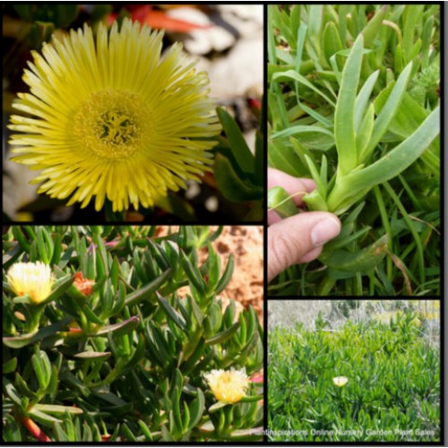Pigface Giant Flowering Yellow x 1 Plant Native Succulents Groundcover Very Hardy Rockery Garden Drought Frost Pig Face Carpobrotus edulis